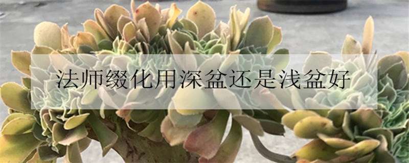 法师缀化用深盆还是浅盆好 法师缀化用什么盆种好看