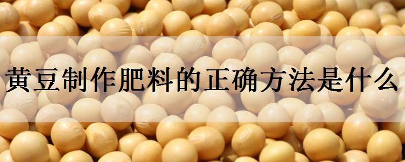 黄豆制作肥料的正确方法是什么 黄豆制作肥料的正确方法是什么呢