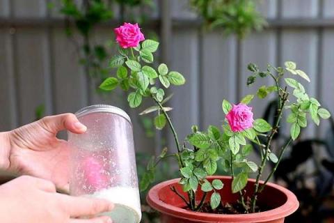 夏天怎么给花施肥（夏天怎么给花施肥呢）