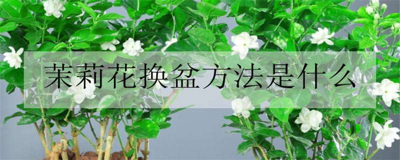 茉莉花换盆方法是什么 茉莉花换盆方法是什么时候