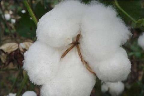 棉花打缩节胺几天见效 棉花打完缩节胺几小时下雨没影响