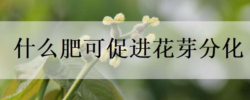 什么肥可促进花芽分化 花芽分化施肥