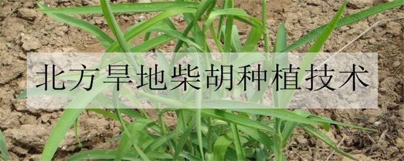 北方旱地柴胡种植技术（北方旱地柴胡种植技术视频）