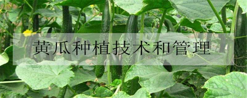 黄瓜种植技术和管理方法是什么 黄瓜种植与管理技术