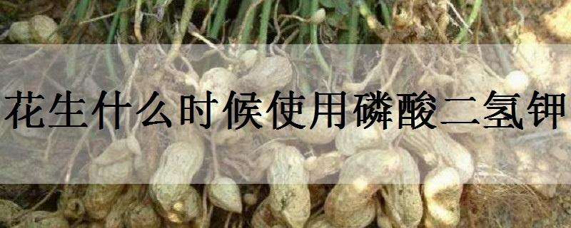 花生什么时候使用磷酸二氢钾（花生什么时期喷施磷酸二氢钾）