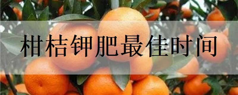 柑桔钾肥最佳时间 柑桔施肥最佳时间