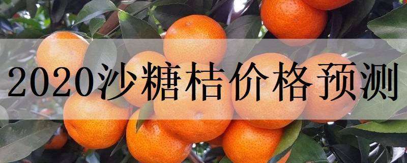 2020沙糖桔价格预测 预计今年沙糖桔价格