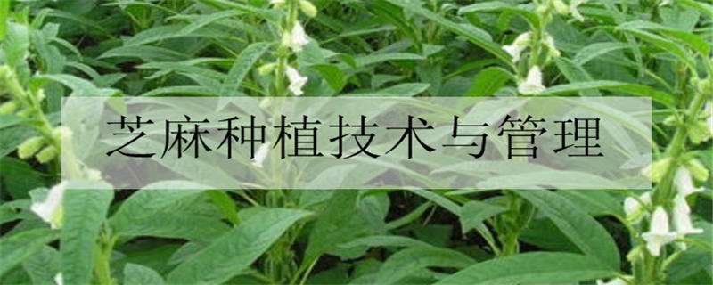 芝麻种植技术与管理方法是什么（芝麻种植技术与管理方法是什么意思）