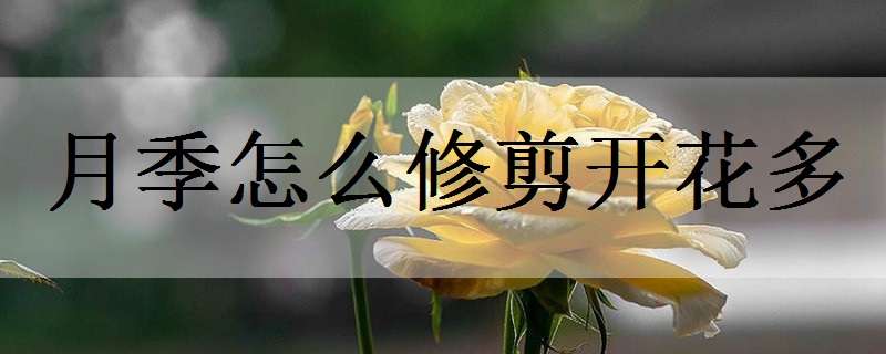 月季怎么修剪开花多（月季怎么修剪开花多又好看）