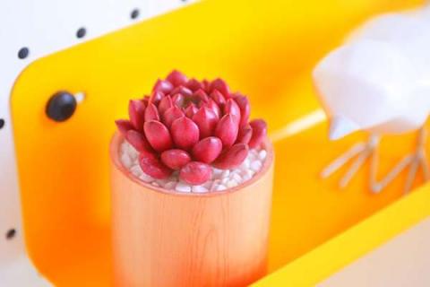 红宝石多肉徒长后怎么处理 多肉植物红宝石徒长了怎么办