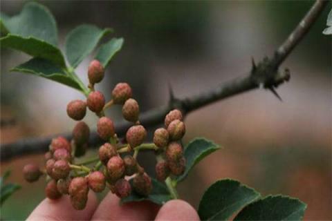 花椒树几月剪枝 花椒树什么时候剪好