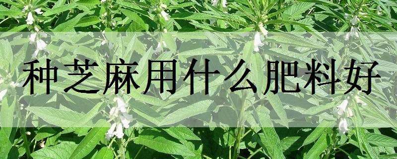 种芝麻用什么肥料好 种芝麻用什么肥料好些