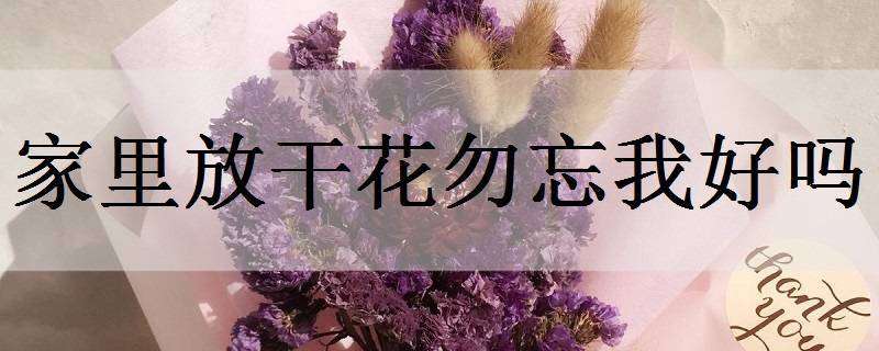 家里放干花勿忘我好吗 家里可以放勿忘我干花吗