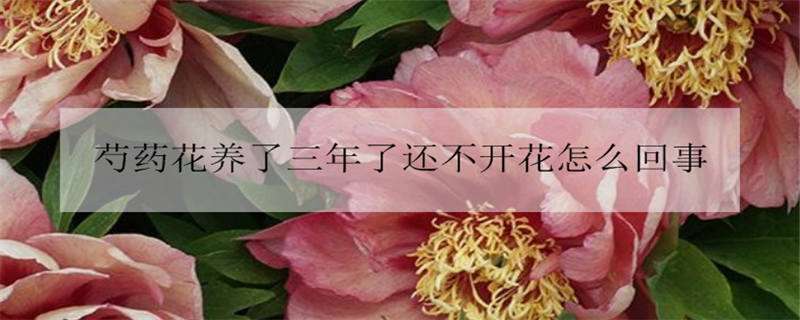 芍药花养了三年了还不开花怎么回事 芍药花几年没开花是什么原因