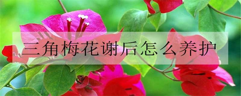 三角梅花谢后怎么养护（三角梅花谢后怎么养护视频）