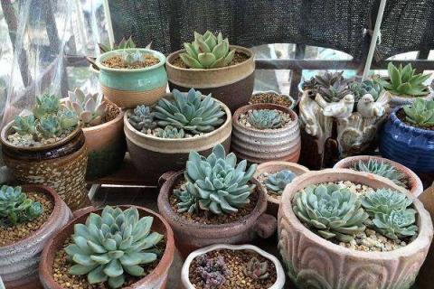 多肉夏天放南阳台上会晒死吗 夏季多肉放阳台还是室外