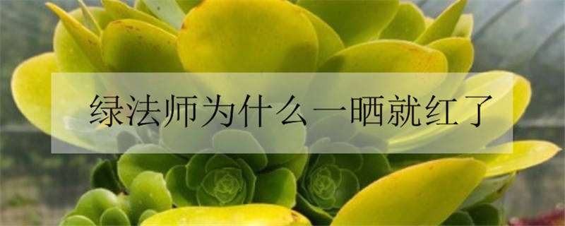 绿法师为什么一晒就红了 哪几种法师夏天必死