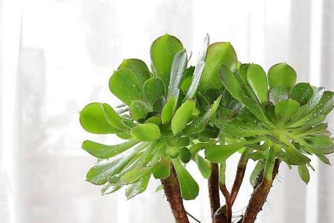 夏天买回来的法师多肉怎么办 新买法师多肉需要晾晒多久