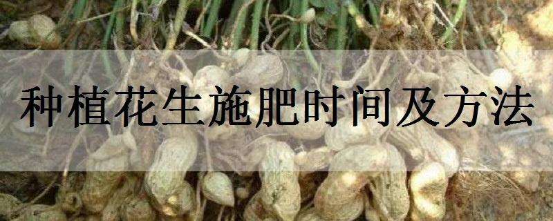 种植花生施肥时间及方法（种植花生施肥时间及方法图片）