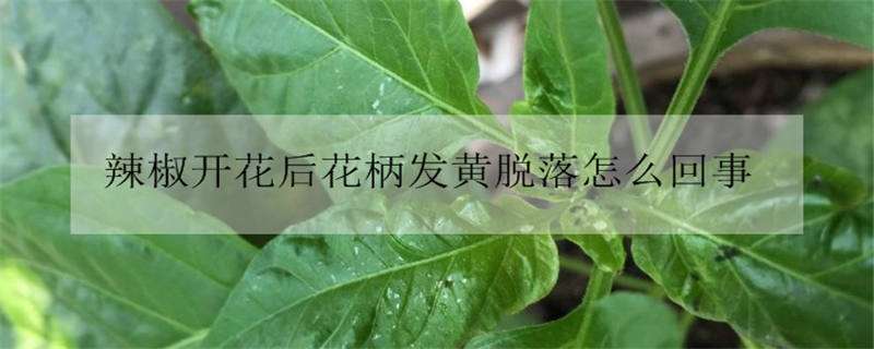 辣椒开花后花柄发黄脱落怎么回事 辣椒开花后花柄发黄脱落怎么回事啊