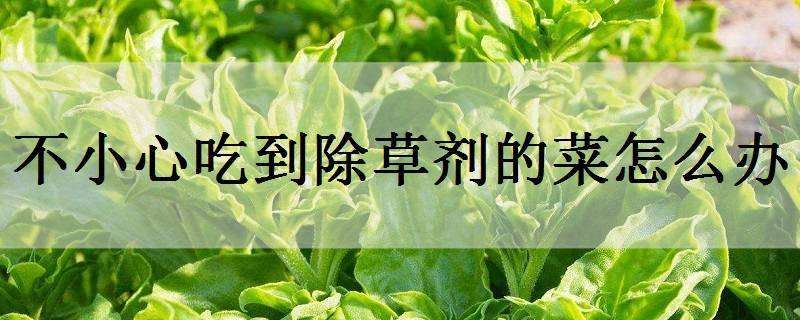 不小心吃到除草剂的菜怎么办（不小心吃到除草剂的菜怎么办呀）