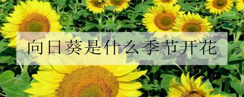 向日葵是什么季节开花