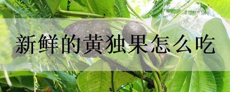 新鲜的黄独果怎么吃（新鲜的黄独果怎么吃最好）