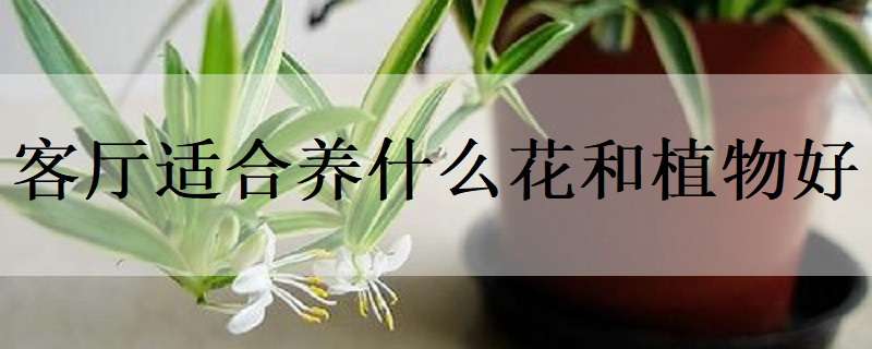 客厅适合养什么花和植物好 客厅适合养什么花和植物好图片