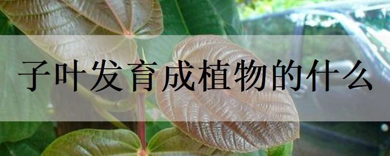 子叶发育成植物的什么