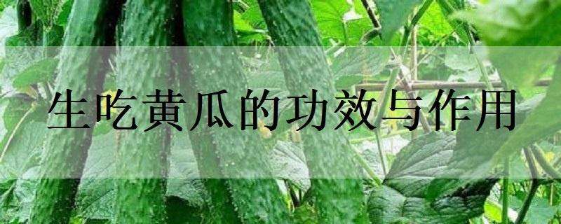 生吃黄瓜的功效与作用 生吃黄瓜的功效与作用喉咙干破鼻子