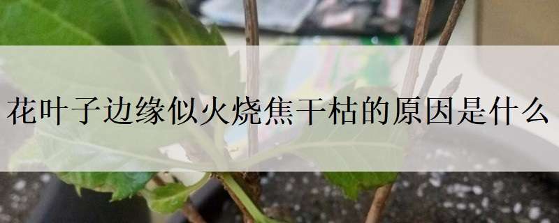 花叶子边缘似火烧焦干枯的原因是什么