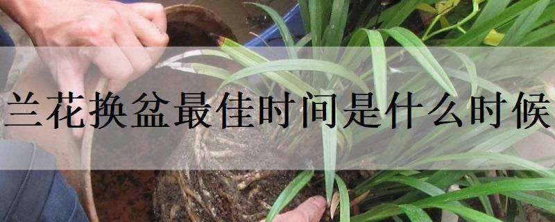 兰花换盆最佳时间是什么时候（兰花换盆在几月份）