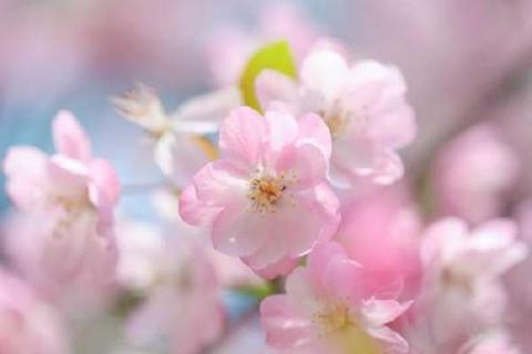 海棠什么季节开花 海棠什么季节开花什么颜色