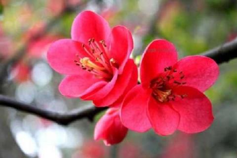 冬季有什么花会盛开的（冬季有什么花会盛开的图片）