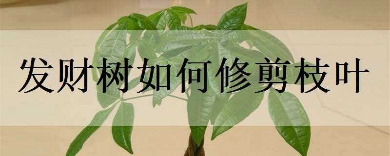 发财树如何修剪枝叶（发财树如何修剪枝叶图解）