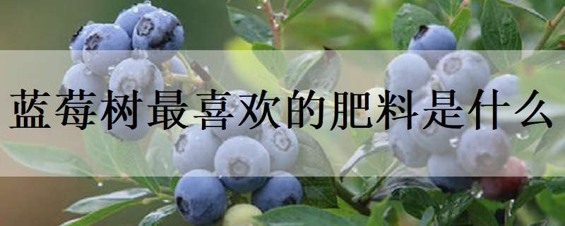 蓝莓树最喜欢的肥料是什么 蓝莓树用什么肥料