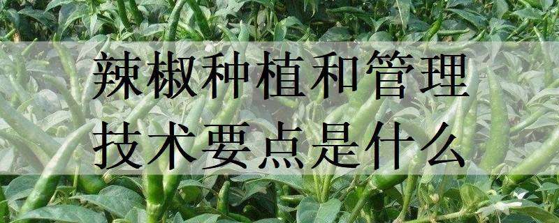 辣椒种植和管理技术要点是什么（辣椒种植与管理技术）