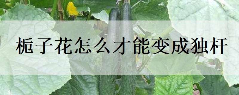 栀子花怎么才能变成独杆 栀子花怎么才能变成独杆状态