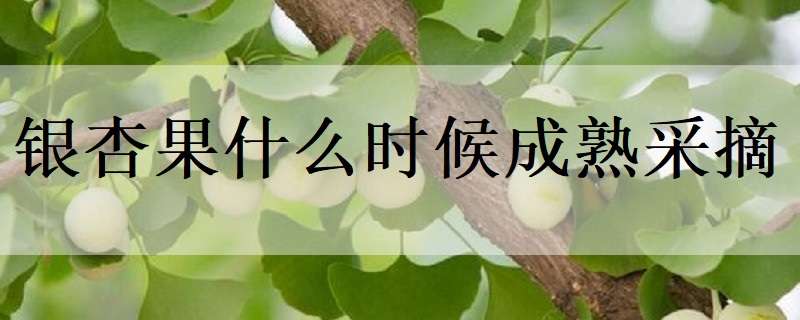 银杏果什么时候成熟采摘（银杏果几月成熟采摘）