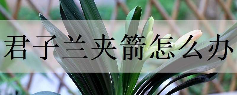 君子兰夹箭怎么办