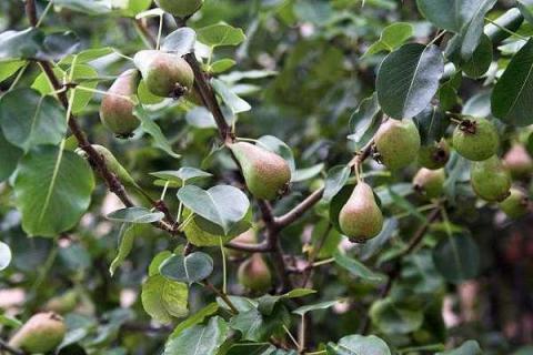 梨树开花时间 梨树开花时间 8月