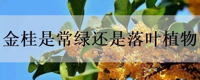 金桂是常绿还是落叶植物 金桂是常绿还是落叶植物呢