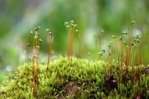 植物生长需要的五个基本条件（植物生长需要的四个条件）