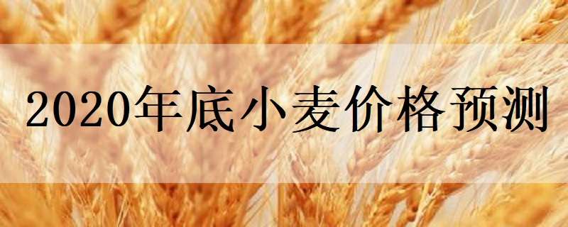 2020年底小麦价格预测 2020年小麦价格走势专家分析