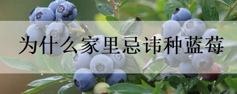 为什么家里忌讳种蓝莓（蓝莓种在家里好吗）