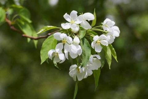 苹果花期能浇水吗 苹果花期能浇水吗怎么浇