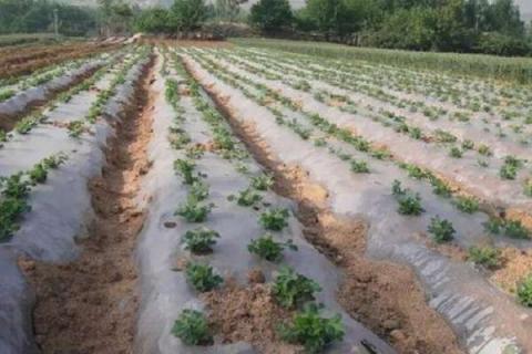 铺地膜浇水的正确方法（铺地膜的方法与技巧）