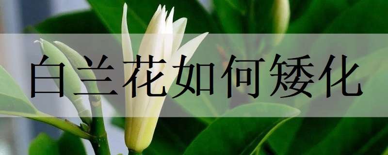 白兰花如何矮化（白兰花矮化修剪）