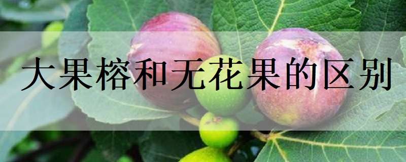 大果榕和无花果的区别（果榕是无花果吗）