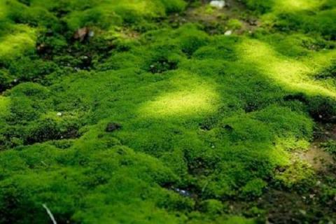 水苔适合种植什么植物 水苔可以种植什么